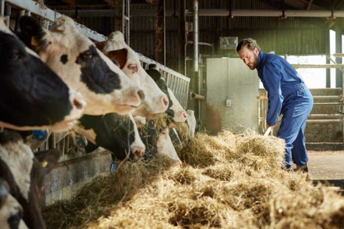 Koeien in de stal die gevoerd worden door een boer