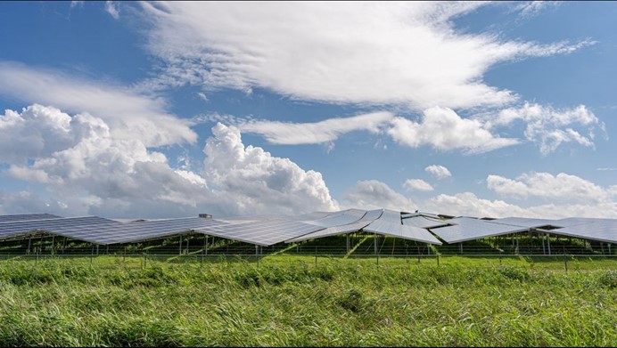 Veld in de avondzon met bomen en groen gras